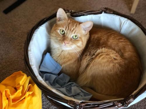Peanut Butter the cat