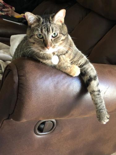Piper